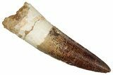 Fossil Spinosaurus Tooth - Real Dinosaur Tooth #242644-1